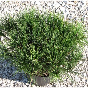 Zielona roślina doniczkowa t.b.t. w doniczce, kategoria: Inne rośliny doniczkowe.