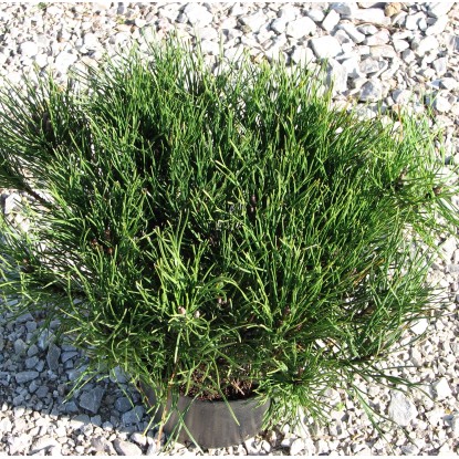 Sosna kosodrzewina (Pinus mugo)