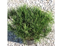 Sosna kosodrzewina (Pinus mugo)