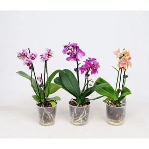 Trzy mini orchidee (t.b.t.) w różnych kolorach w doniczce.