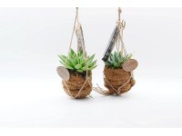 4Flower Sukulenty w osłonce kokosowej mix don. 7 cm