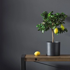 Drzewko cytrynowe w doniczce na tle szarej ściany, pasuje do Kolorowe farby do ścian.