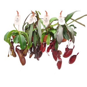 Różne dzbaneczniki (t.b.t.) w doniczce, wiszące. Egzotyczne oplątwy i bromelie.