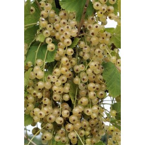 Dojrzałe, białe porzeczki (Porzeczki) odmiany t.b.t. na krzewie.