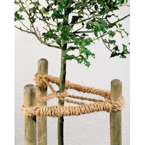 Drzewo przymocowane do drewnianych słupków naturalnym sznurkiem do wiązania. Sznurek kokosowy do wiązania w ogrodzie.