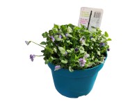 Bratek drobniokwiatowy Viola Mix, 10-15 cm