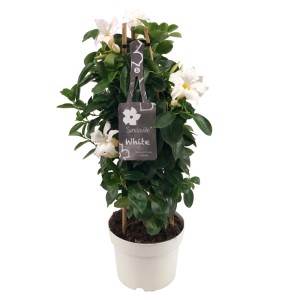 t.b.t. roślina kwitnąca w doniczce z podporą i białymi kwiatami.