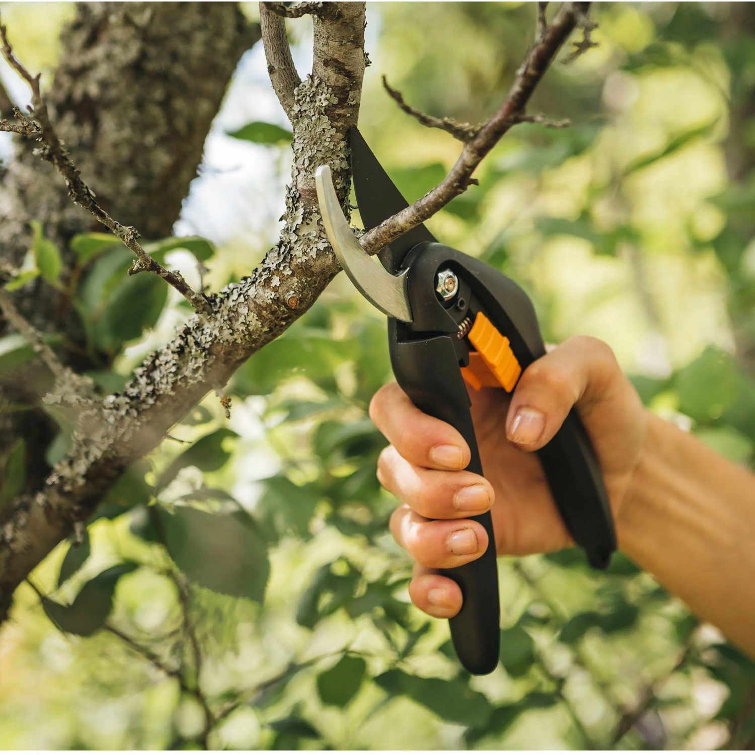 Sekator ogrodowy Fiskars SingleStep P26 przycina gałąź w ogrodzie. Sekator nożycowy z czarną rączką i pomarańczowym akcentem.
