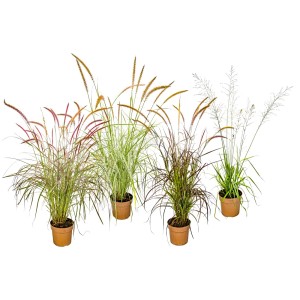 Różne trawy ozdobne 't.b.t.' w doniczkach, idealne jako rośliny doniczkowe.
