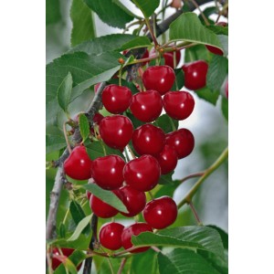 Dojrzałe, czerwone wiśnie na gałęzi drzewa wiśniowego z zielonymi liśćmi.