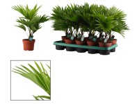 Palma Livistona Roundifolia