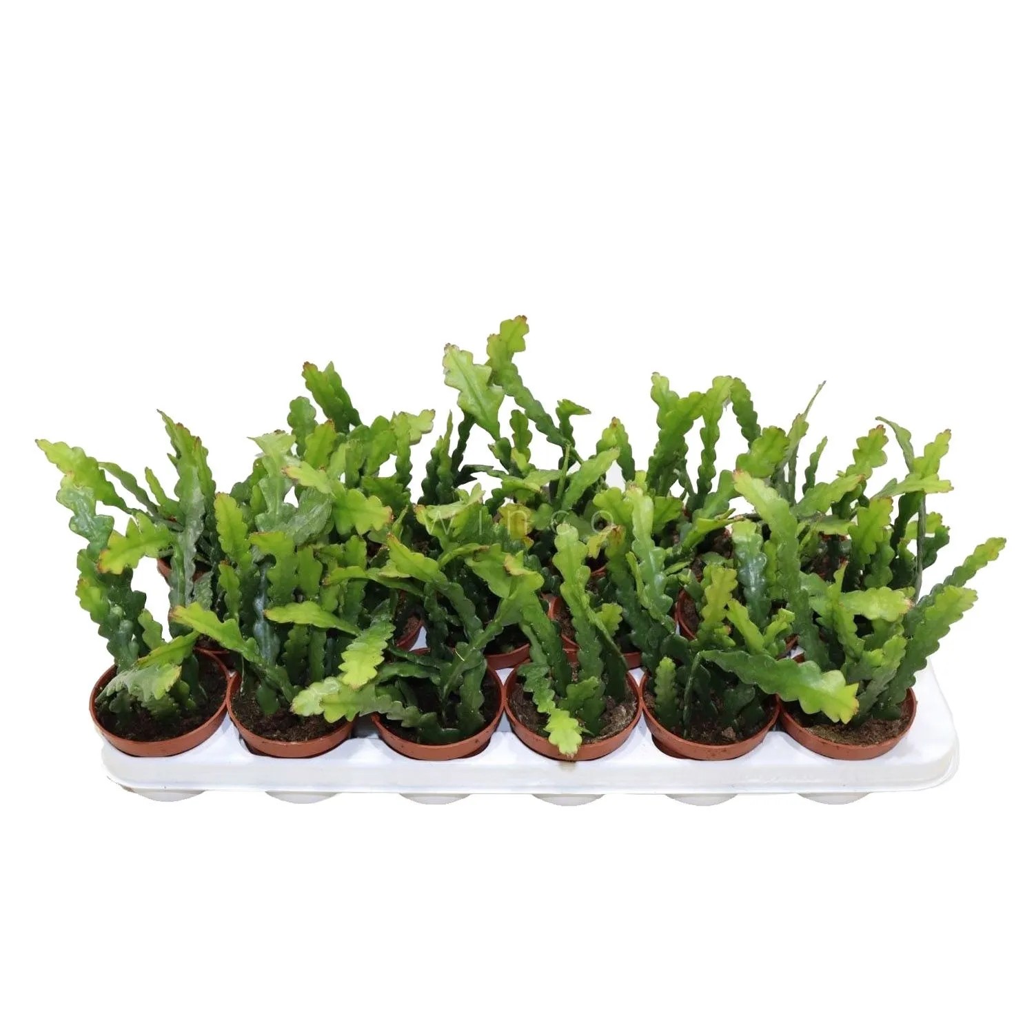 korbmarante bestellen Safran-Korbmarante - Calathea crocata main image 0