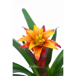 Kwitnąca roślina t.b.t. z żółto-pomarańczowymi kwiatami i zielonymi liśćmi.