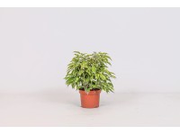 Fikus (Ficus) Kinky - don. 12 cm