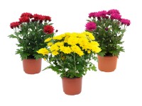 Chryzantema (Chrysanthemum sp.) don. 12 cm