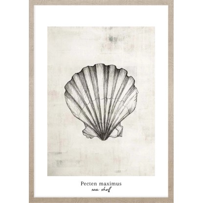 ARS LONGA Obraz SEA SHELL 53 x 73 cm