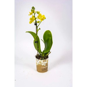 Żółta mini orchidea w doniczce, roślina doniczkowa na parapet lub stół.