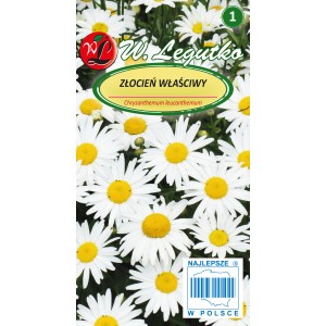 Opakowanie nasion margerytki (Chrysanthemum leucanthemum) do ogrodu.