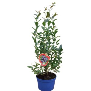 Młoda roślina borówki w niebieskiej doniczce.