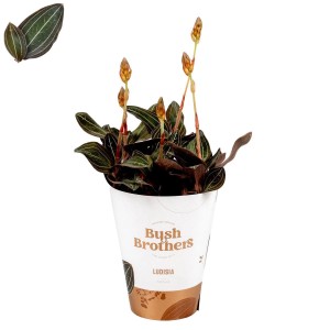 Ludisia Discolor Jewel Orchid w doniczce z ciemnozielonymi liśćmi i pąkami kwiatowymi.