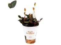 Ludisia discolor wys. 30-35 cm