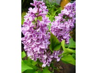 Bez lilak w odmianach (Syringa sp.)
