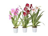 Storczyk Miltonia (Orchis) - wys. 40 - 45 cm