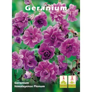 Zdjęcie Geranium himalayense Plenum z fioletowymi kwiatami.