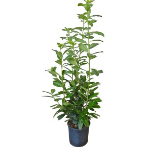 Zimozielona laurowiśnia wschodnia Novita w doniczce, wys. ok. 100-120 cm.