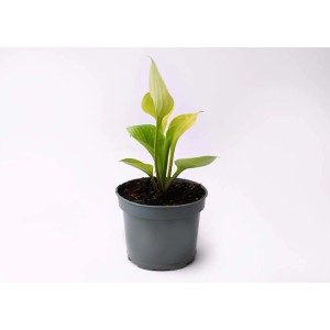 t.b.t. Cieniolubna bylina w szarej doniczce.