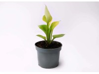 Hosta mix - don. 11 cm