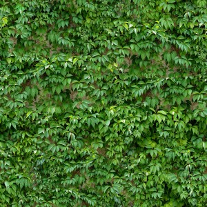 Dekoracja z zielonych liści na ścianę, kategoria Dekory i listwy.