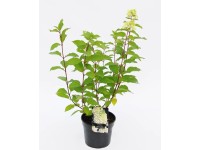 Hortensja (Hydrangea paniculata) mix odmian wys. 30-40cm