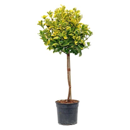 Trzmielina na pniu (Euonymus) don. 21 cm