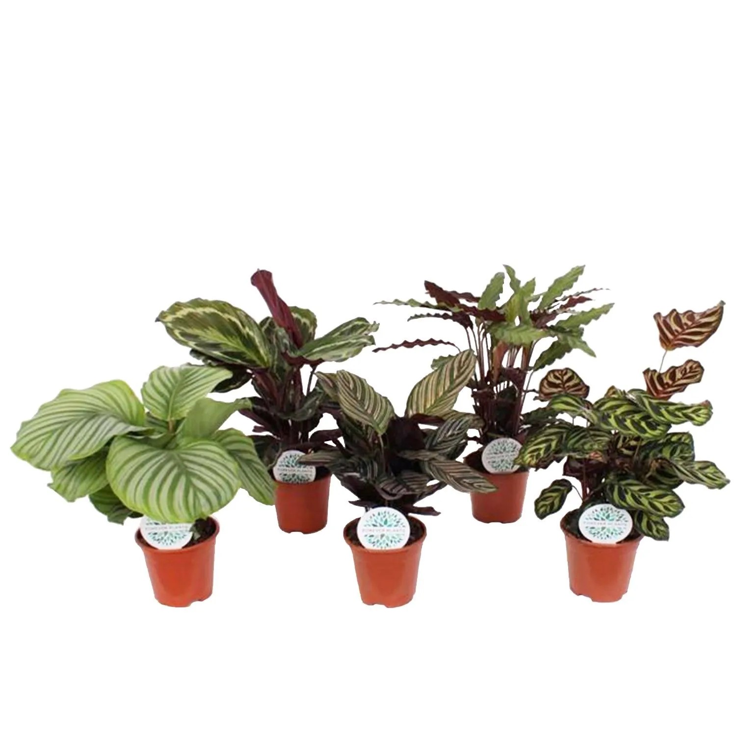 Calathea kupuj w OBI