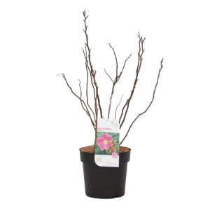 Róża pomarszczona (Rosa rugosa) don. 21 cm