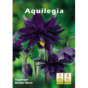 Zbliżenie ciemnofioletowych kwiatów orlika 'Barlow Black'. Idealne na rabaty kwiatowe.