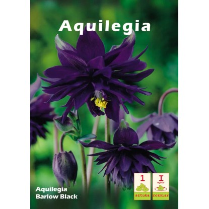 Aquilegia Barlow Black 1szt