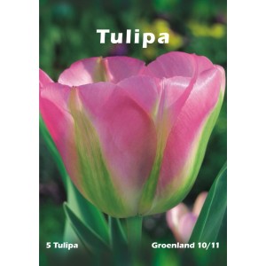 Zbliżenie różowo-zielonego tulipana 'Groenland'.