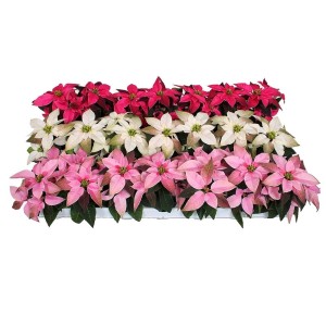 Różnokolorowe gwiazdy betlejemskie (czerwone, białe, różowe) w kompozycji.