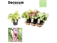 Zroślicha (Syngonium sp.) mix