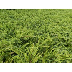 Zielony, nisko rosnący Jałowiec płożący (jałowiec płożący) jako roślina okrywowa.