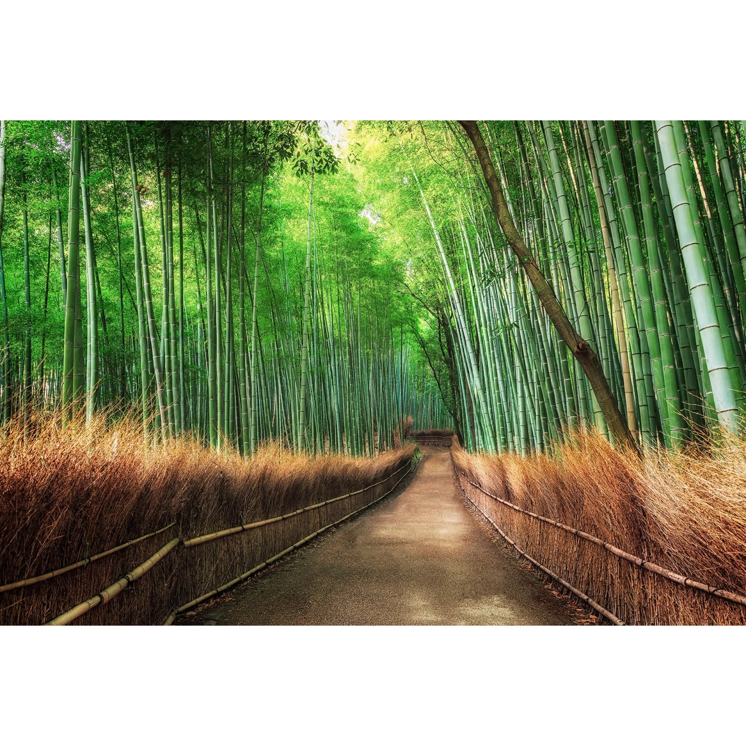 Fototapeta Bamboo Groove Kyoto 384 x 260 cm