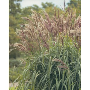 Wysoka, ozdobna trawa 't.b.t.' z delikatnymi kwiatostanami w ogrodzie.