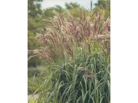 Miskant  (Miscanthus sp.)