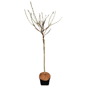 Wiśnia Japońska na pniu (Prunus serrulata) wys. 120 cm - don. 21 cm