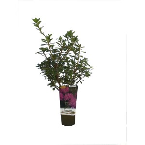 Kwitnąca roślina t.b.t. w doniczce, idealna do ogrodu i na balkon.