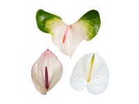 Anthurium ciętę pojedyncze - wys. 80 cm