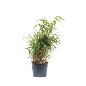 Bambus strzałkowy (Arundinaria) w doniczce, ok. 26 cm Ø, zimozielony i nadaje się na żywopłot.