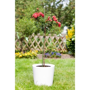 Róża w doniczce z ciemnozielonym palikiem (90 cm). Podpora dla roślin.